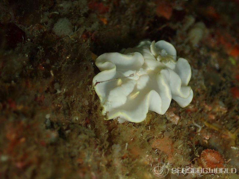 シロタエイロウミウシ Glossodoris buko