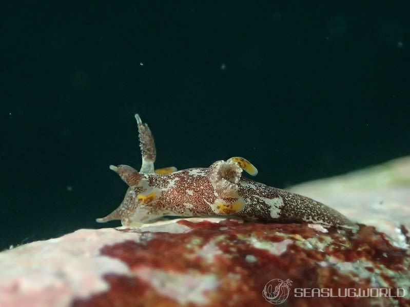 ツガルウミウシ属の一種10 Trapania sp.10