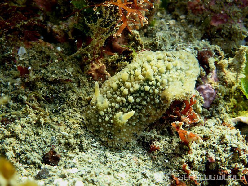 ヤマトウミウシ Homoiodoris japonica