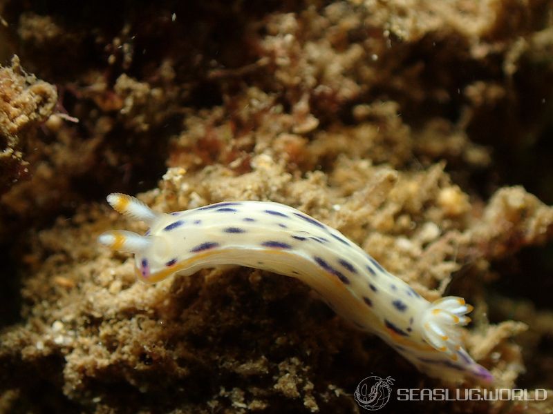 アジサイイロウミウシ Hypselodoris bertschi