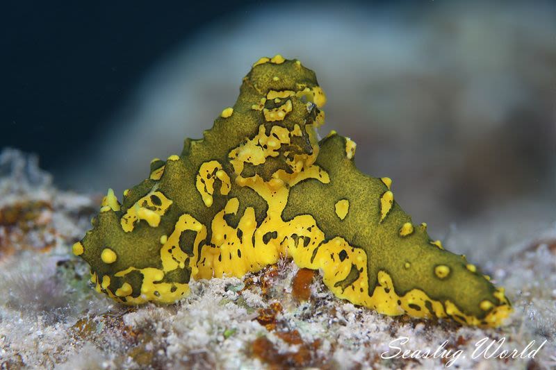 フイリレモンウミウシ Notodoris gardineri