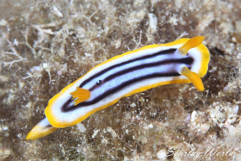 タイヘイヨウイロウミウシ Chromodoris sp. cf. africana