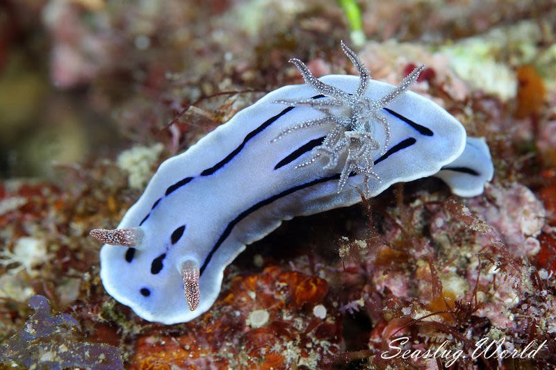 ミゾレウミウシ Chromodoris willani