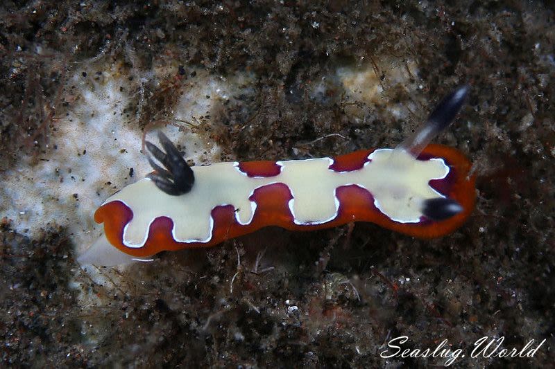 フジナミウミウシ Goniobranchus fidelis