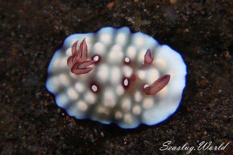 専門店では ウミウシ百科事典「Nudibranchs Encyclopedia」1001