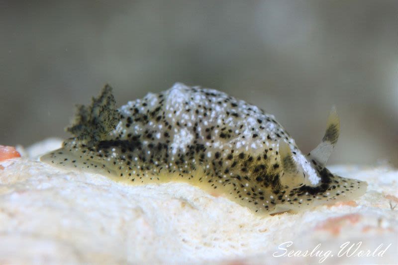 カッパウミウシ Dendrodoris coronata