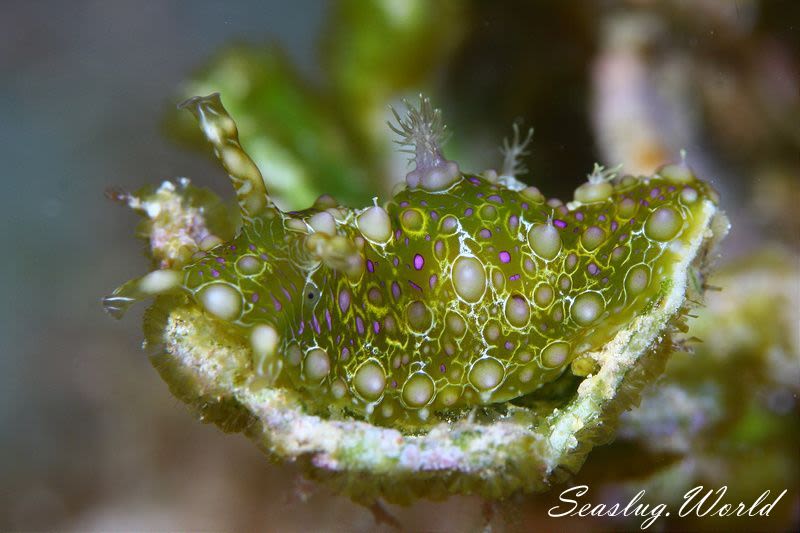 フサウミナメクジ Petalifera ramosa