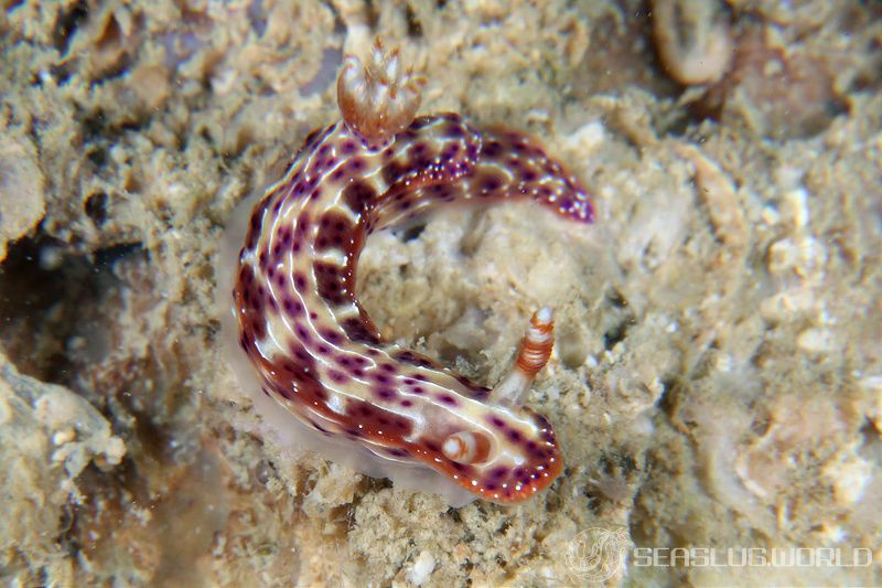 センテンイロウミウシ Hypselodoris decorata | 世界のウミウシ センテンイロウミウシ Hypselodoris decorata | 世界のウミウシ