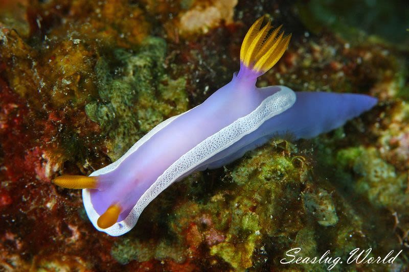 カグヤヒメウミウシ Hypselodoris variobranchia