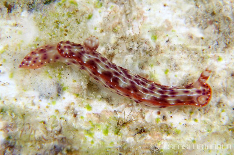 センテンイロウミウシ Hypselodoris decorata