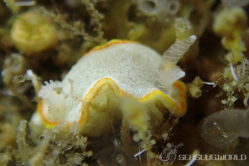 ミツイラメリウミウシ Diaphorodoris mitsuii