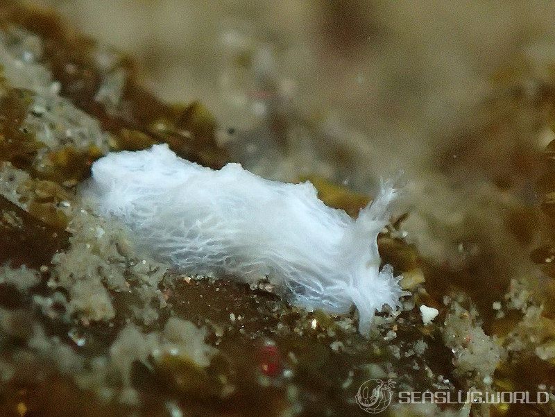 シロハナガサウミウシ Tritoniopsis cf. frydis