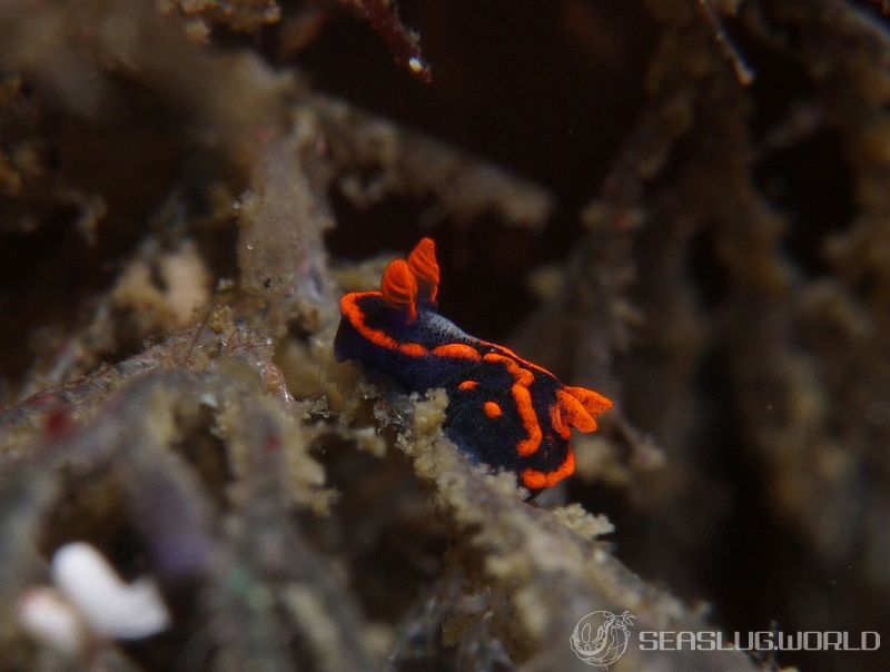 トウモンリュウグウウミウシ Nembrotha livingstonei