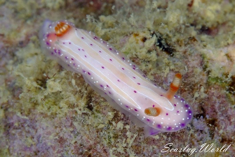 イチゴミルクウミウシ Mexichromis aurora