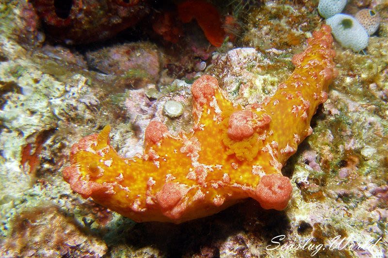 モロックニシキウミウシ Miamira Moloch 世界のウミウシ