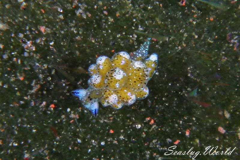 クサイロモウミウシ Costasiella paweli