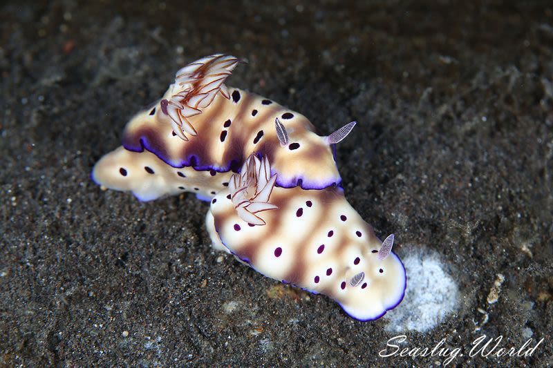 マダライロウミウシ Hypselodoris tryoni