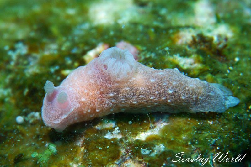 ウミヅタキヌハダウミウシ Gymnodoris sp. 7