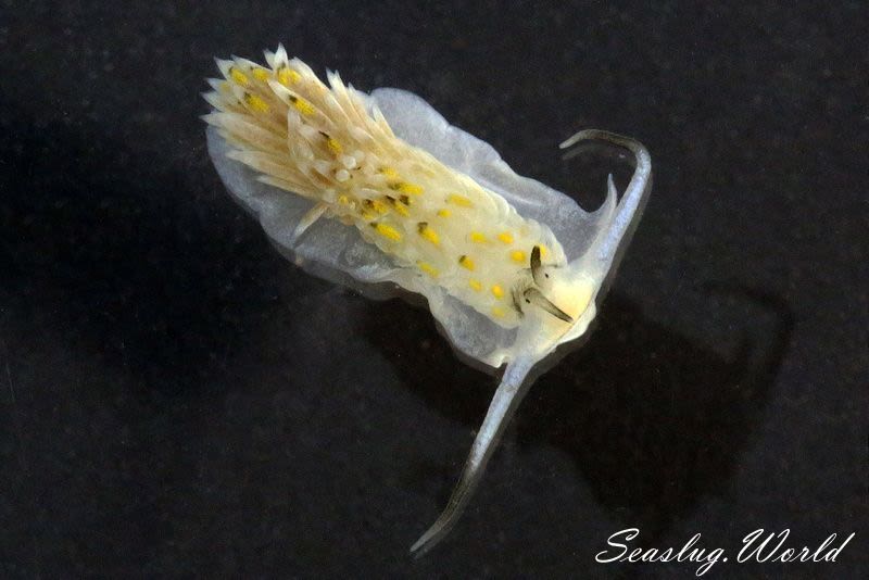 カスミミノウミウシ Cerberilla asamusiensis