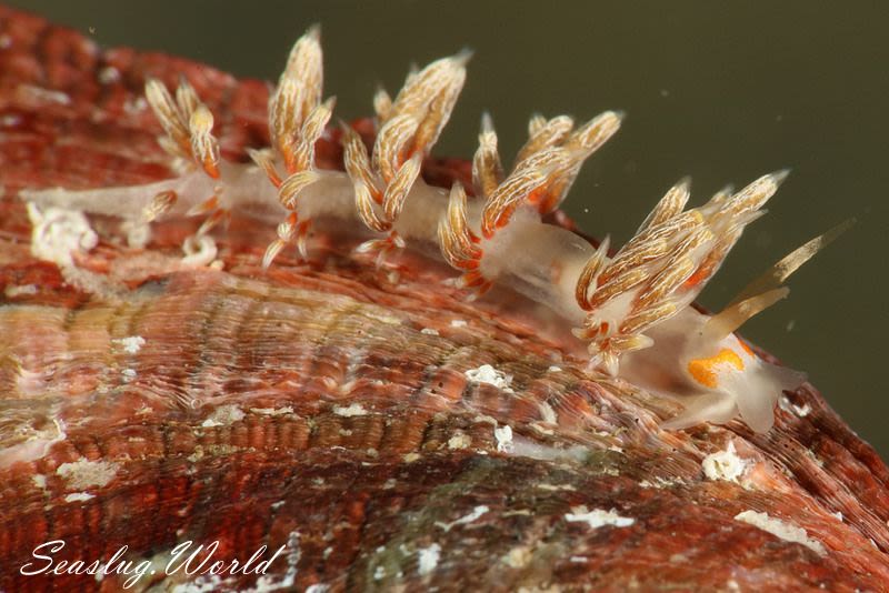 ニセハクセンミノウミウシ Cratena sp. 2