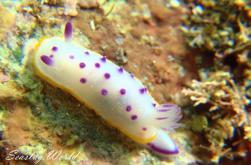 クリヤイロウミウシ Mexichromis mariei