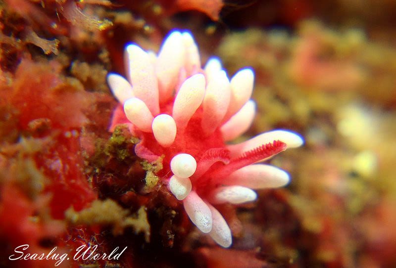 ヒロウミウシ Ceratodoris hiroi