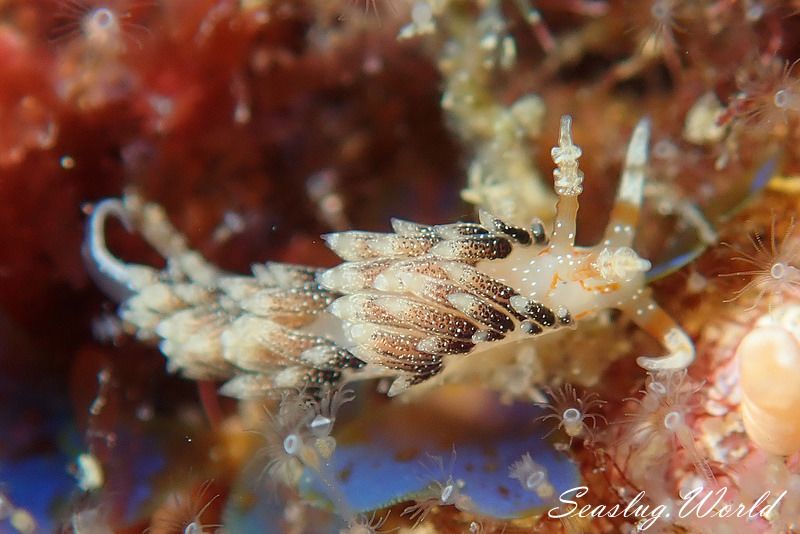 シャクジョウミノウミウシ Phidiana anulifera