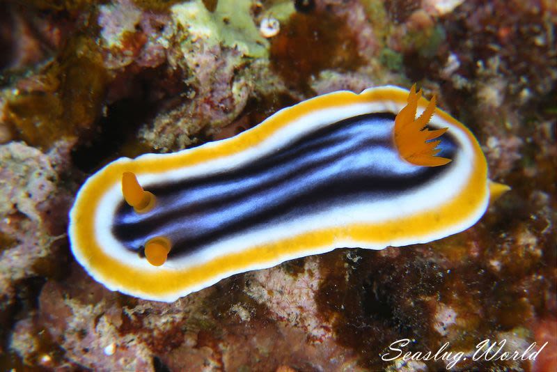 クロシオイロウミウシ Chromodoris sp. 3