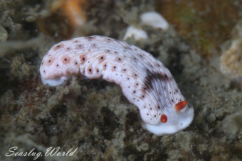 オトメウミウシ Dermatobranchus otome