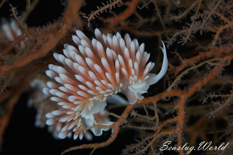 サクラミノウミウシ Sakuraeolis sakuracea