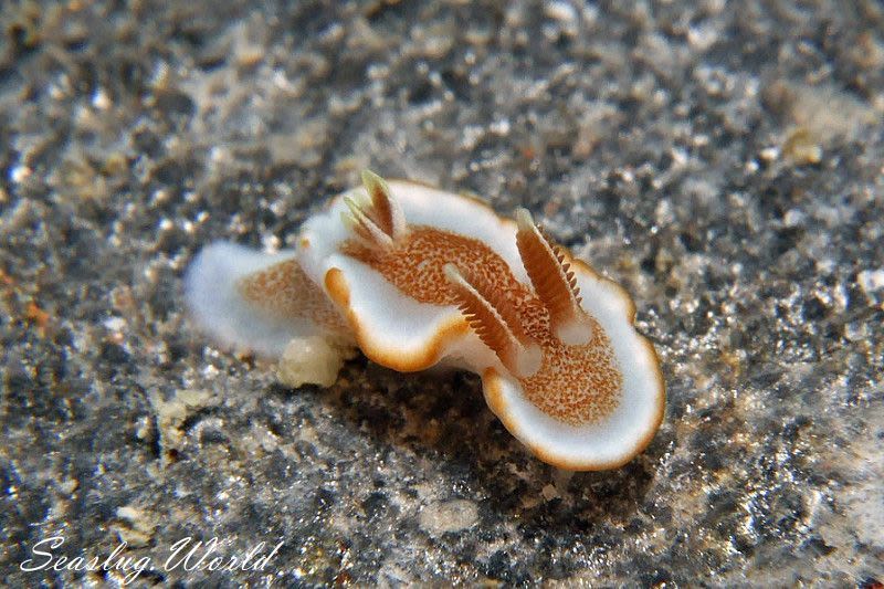 キャラメルウミウシ Glossodoris rufomarginata