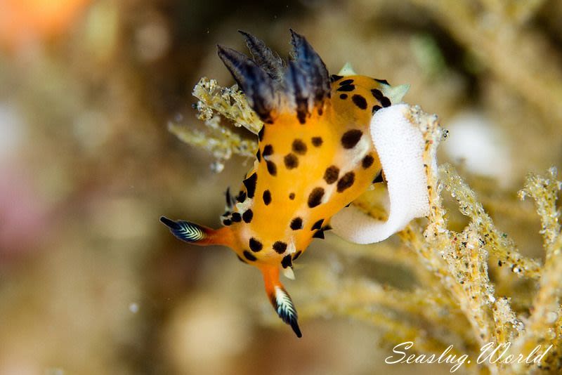 チョビヒゲウミウシ Polycera sp. 7