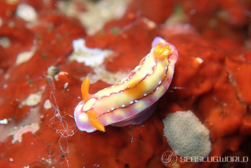 セリスイロウミウシ Hypselodoris cerisae