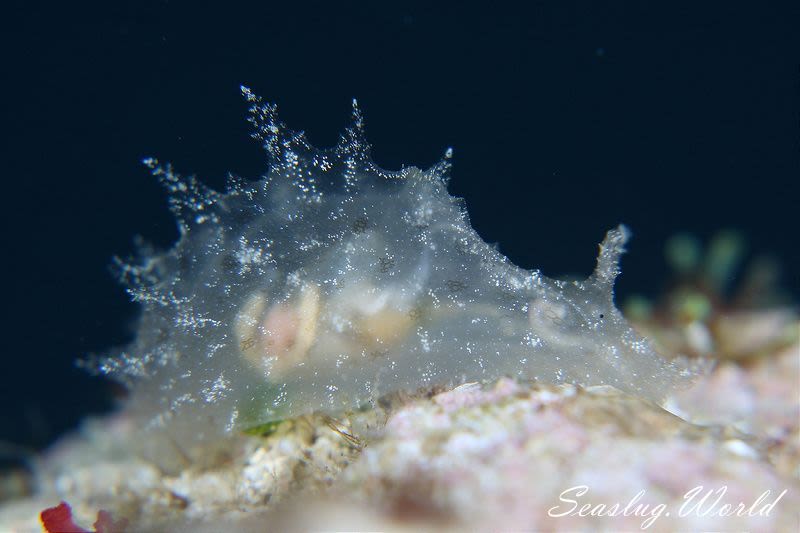 フウセンウミウシ Notarchus Indicus 世界のウミウシ