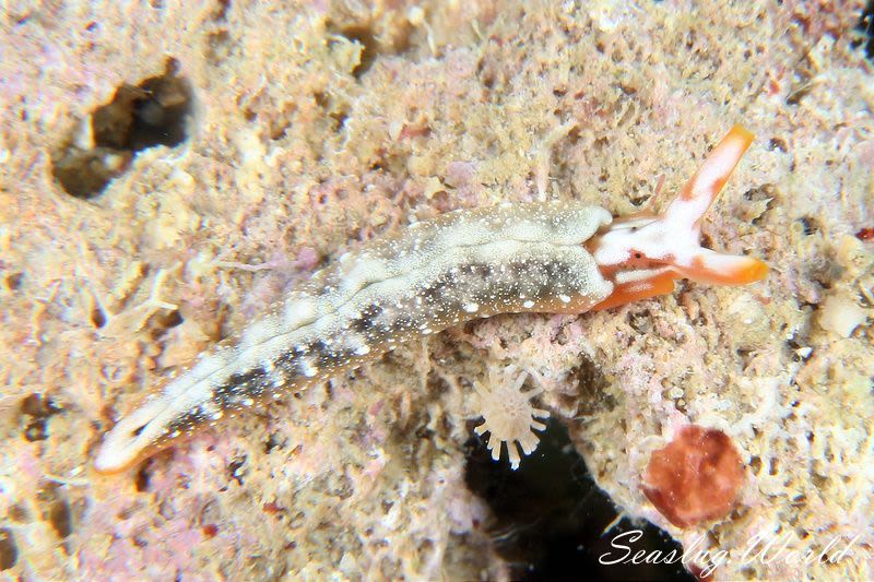 トウアカミドリガイ Thuridilla kathae | 世界のウミウシ