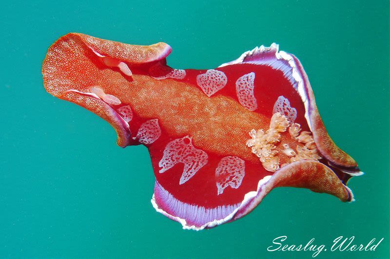 ミカドウミウシ Hexabranchus lacer