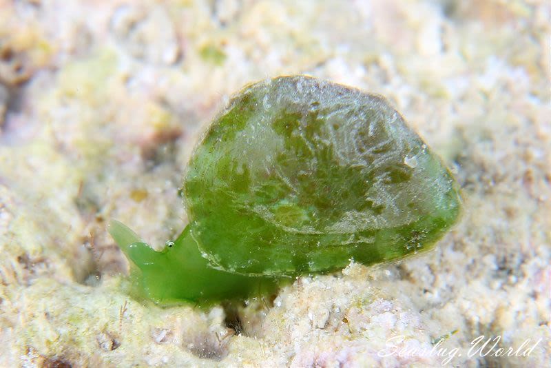 タマノミドリガイ Berthelinia limax