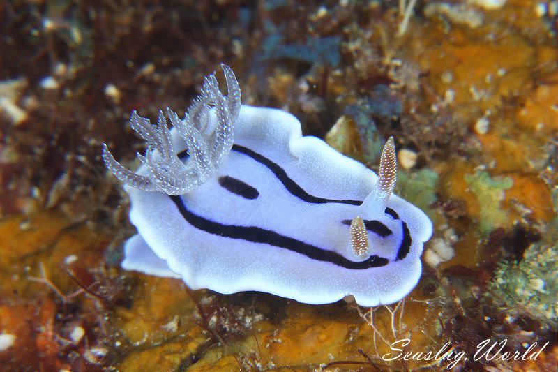 ミゾレウミウシ Chromodoris willani