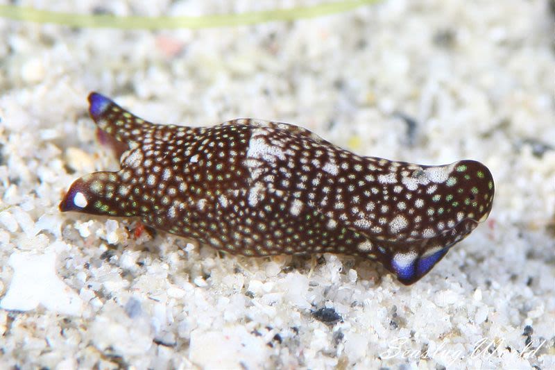 アミメキセワタ Tubulophilinopsis reticulata