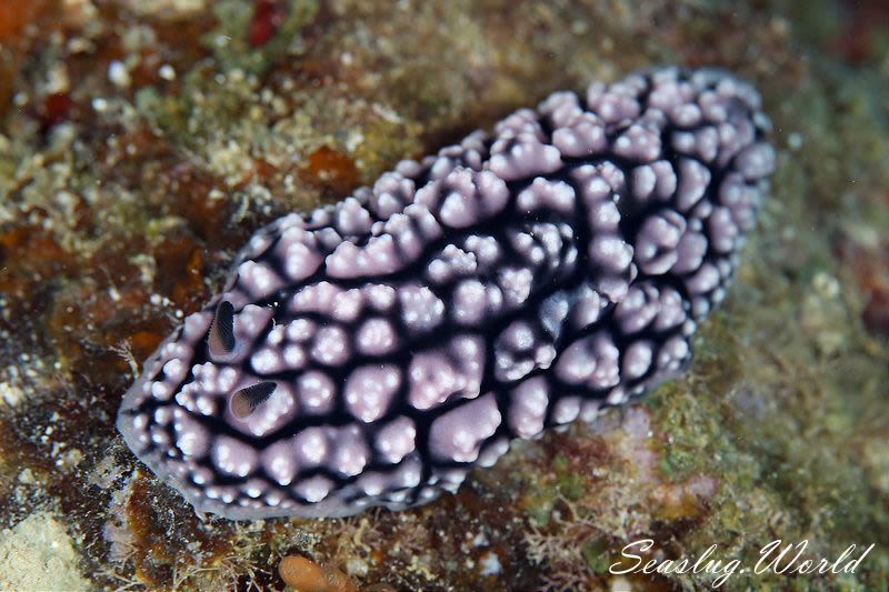 ツブツブコイボウミウシ Phyllidiopsis fissurata