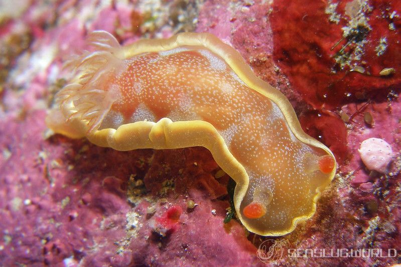 ヘキサブランクス・サングイネウス Hexabranchus sanguineus