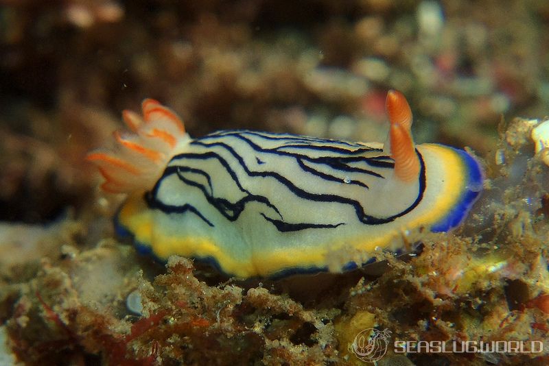 リュウモンイロウミウシ Hypselodoris maritima