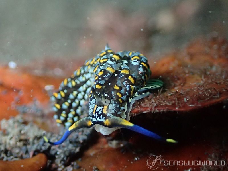 カスミミノウミウシ属の一種 10 Cerberilla sp.10