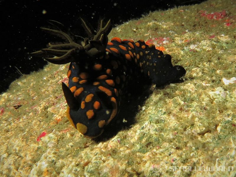 サガミリュウグウウミウシ Tambja sagamiana