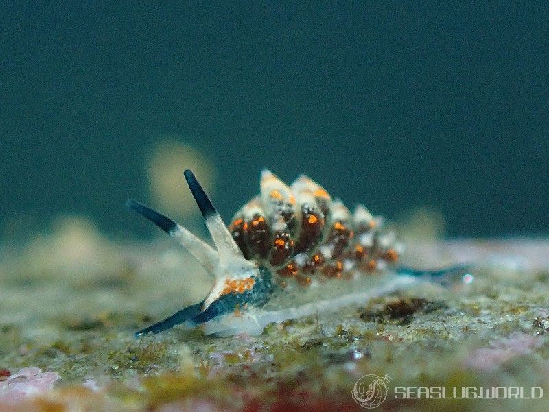 ホリミノウミウシ属の一種 14 Eubranchus sp.14