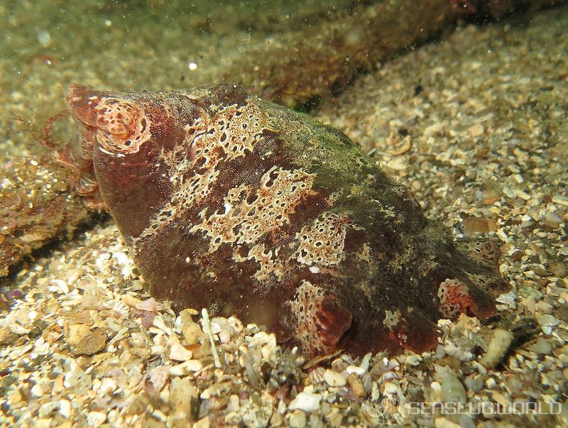 クモガタウミウシ Platydoris ellioti