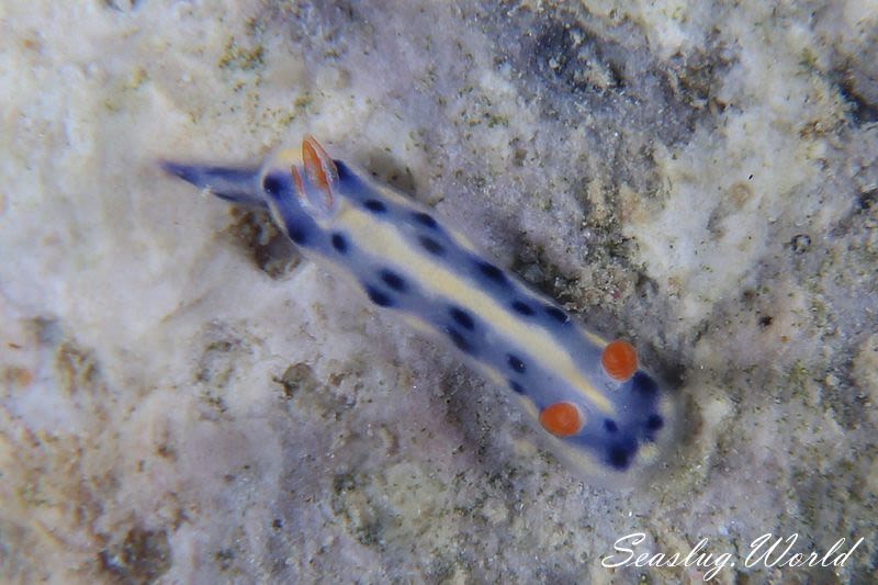 ホシゾラウミウシ Hypselodoris infucata