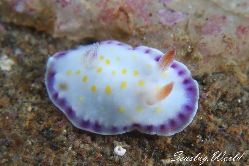 コモンウミウシ Goniobranchus aureopurpureus