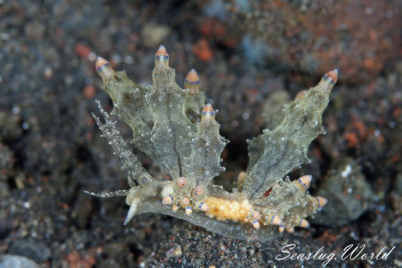 ツノトゲホリミノウミウシ Eubranchus rubropunctatus