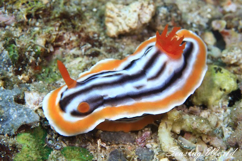 シライトウミウシ Chromodoris magnifica